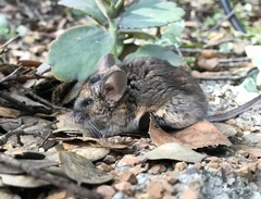 Peromyscus californicus