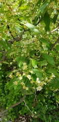 Crataegus rivularis