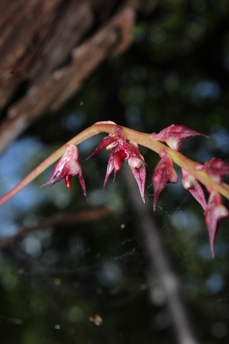 Histrionicum Orchid