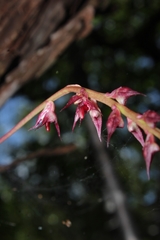 Bulbophyllum histrionicum image
