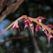 Bulbophyllum histrionicum - Photo (c) Fortune Pierre, algunos derechos reservados (CC BY-NC), uploaded by Fortune Pierre