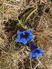 Gentiana acaulis