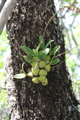 Bulbophyllum histrionicum image