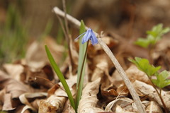 Scilla siberica