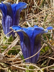 Gentiana acaulis