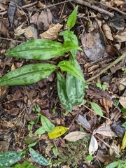 Tricyrtis affinis