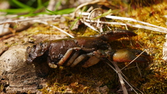 Lacunicambarus diogenes
