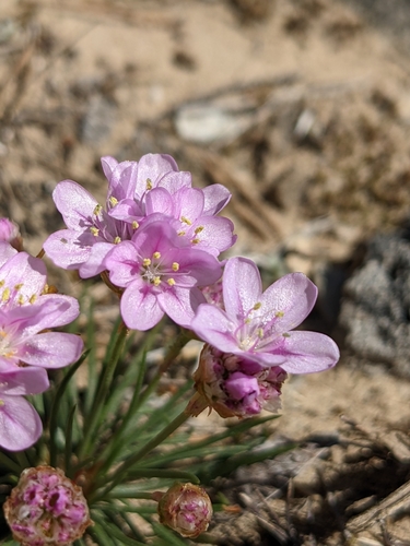 Armeria girardii, photograph 4