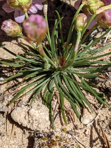Armeria girardii, photograph 5