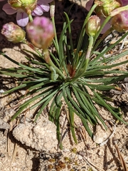 Armeria girardii