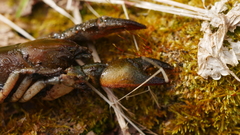 Lacunicambarus diogenes