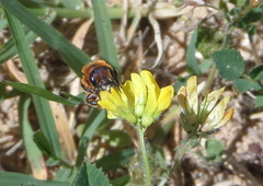 Osmia ferruginea
