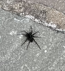 Alopecosa pulverulenta