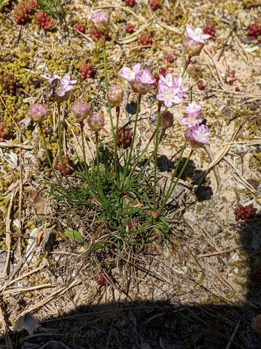 Armeria girardii, photograph 6