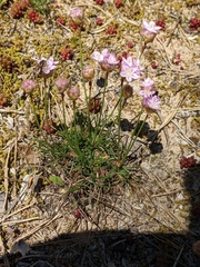 Armeria girardii
