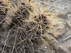 Austrocactus coxii