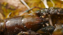 Lacunicambarus diogenes