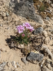 Armeria girardii