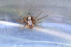 Philodromus collinus