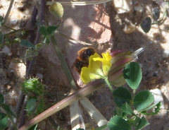 Osmia ferruginea