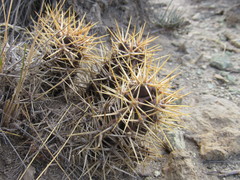 Austrocactus coxii