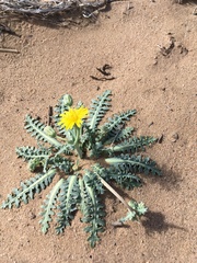 Malacothrix fendleri