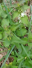 Lamium album