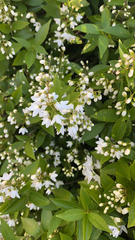 Magnoliopsida