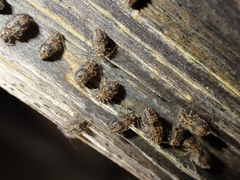 Nimbopsocus australis
