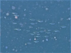 Caesioscorpis theagenes