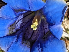 Gentiana acaulis