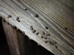 Nimbopsocus australis