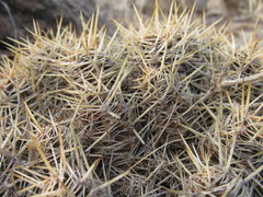 Austrocactus coxii