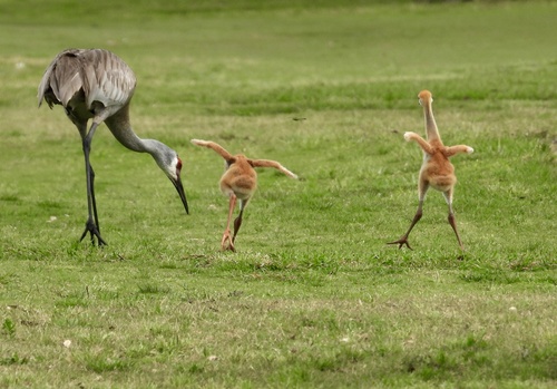 Sandhill Crane, photo 10 of 10