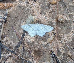 Trigrammia quadrinotaria