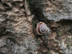 Pseudiberus tectumsinense tectumsinense