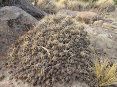 Austrocactus coxii