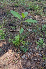 Asclepias variegata