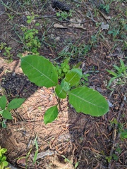 Asclepias variegata