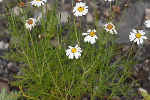 Argyranthemum frutescens subsp. parviflorum image