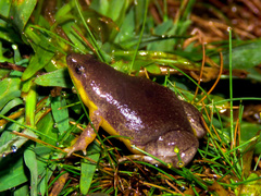 Two-Colored Oval Frog photo 3