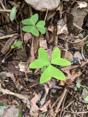 Oxalis griffithii