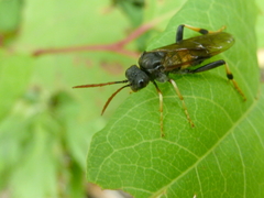 Siobla jucunda