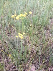 Lomatium triternatum