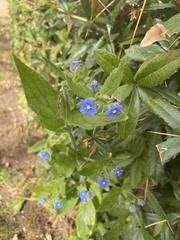 Pentaglottis sempervirens
