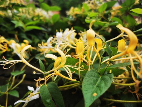 Japanese honeysuckle