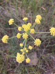 Lomatium triternatum