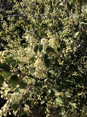 Prunus ilicifolia ilicifolia