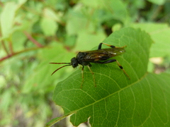 Siobla jucunda