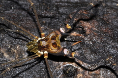 Goniosoma ensiferum